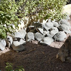 Pile of Marginated Tortoise