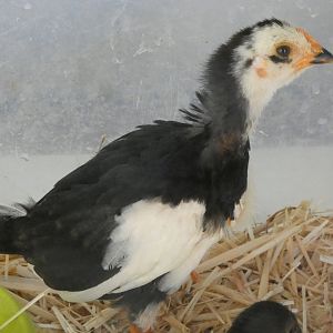 Chick in Hatchery
