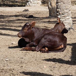 Ankole Calf
