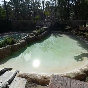American Alligator Enclosure