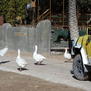 Geese blocking the land rover in drive through enclosure