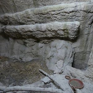 Gambian Pouched Rat Enclosure in Reptile Cave