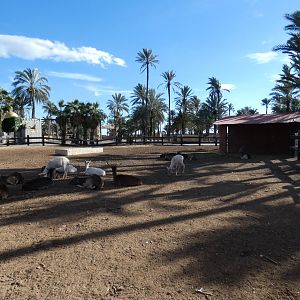 Fallow Deer and Mouflon mixed exhibit