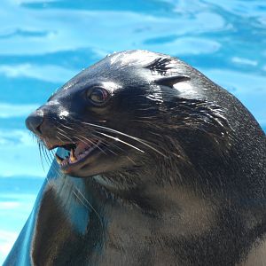 Cape Fur Seal
