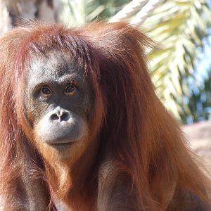 Joly the Bornean Orangutan