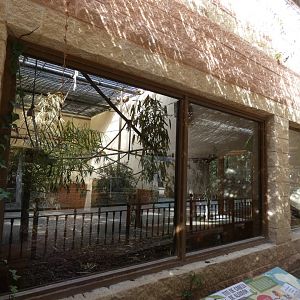 Cotton-top Tamarin enclosure