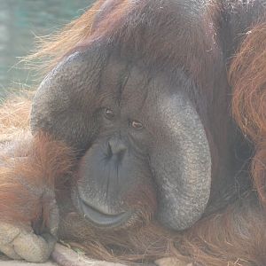 Nakal the Bornean Orangutan