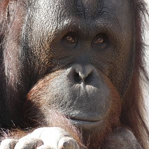Kai the Bornean Orangutan