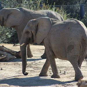 African Bush Elephants