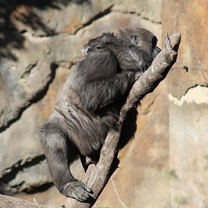 Western Lowland Gorilla