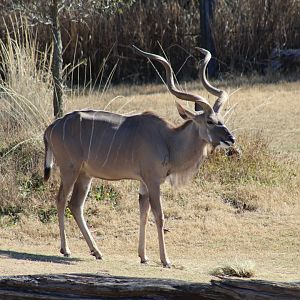 Greater Kudu