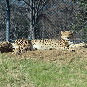 South African Cheetah