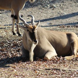 Common Eland