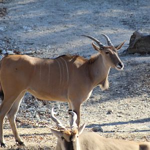 Common Eland