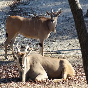 Common Elands