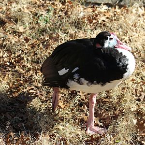 Northern Spur-Winged Goose