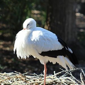 European White Stork
