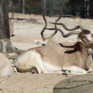 Addax