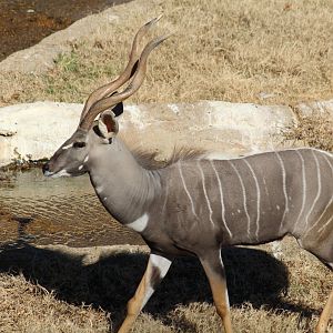 Lesser Kudu