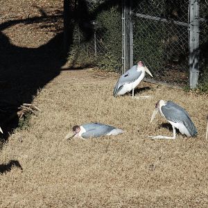 Marabou Storks