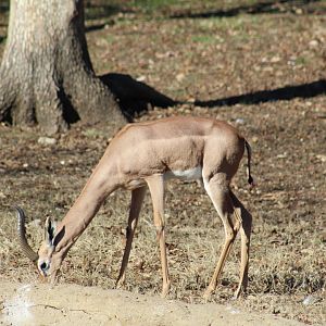 Southern Gerenuk