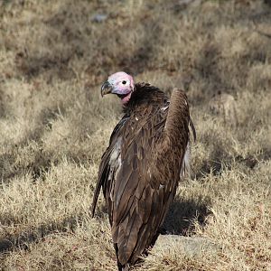 Lappet-Faced Vulture