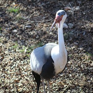 Wattled Crane