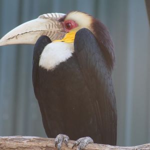 Wreathed Hornbill