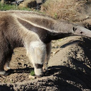 Giant Anteater