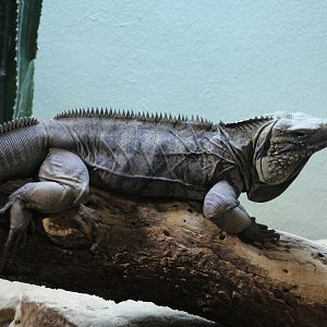 Grand Cayman Iguana