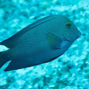 Goldspot Bristletooth