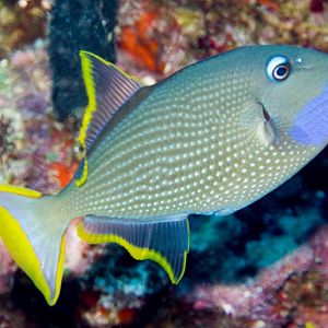 Gilded Triggerfish male