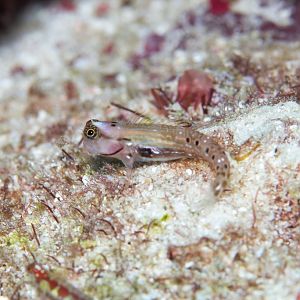 Ocular Coombtooth Blenny
