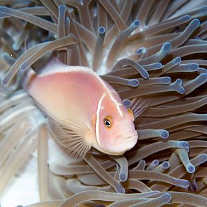 Pink Anemonefish