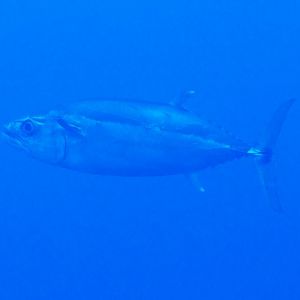 Dogtooth Tuna