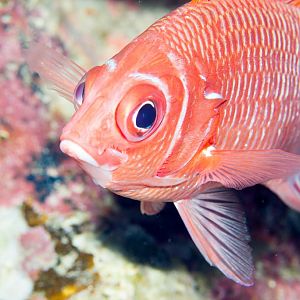 White-tail Squirrelfish