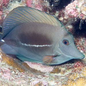 Brushtail Tang, night colouration