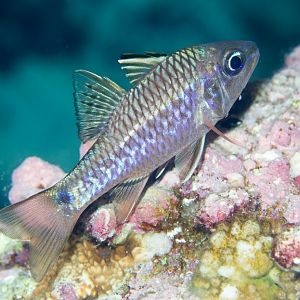 Iridescent Cardinalfish