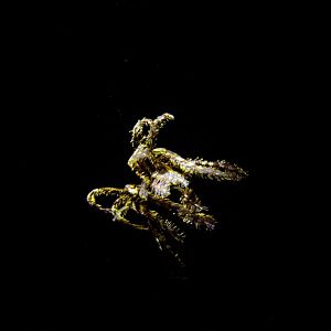 Crinoid swimming in the dark