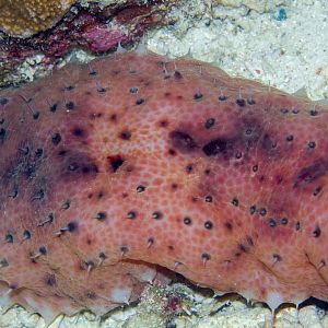 Night Wandering Sea Cucumber