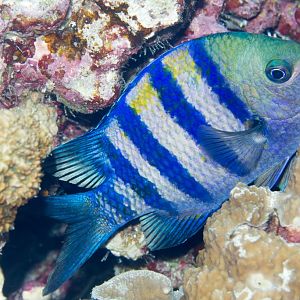 Indo-pacific Sergeant