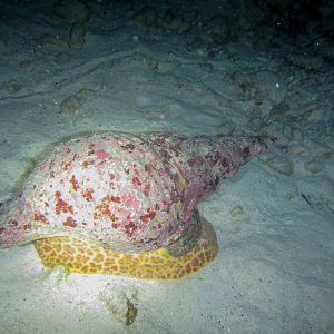 Triton Conch