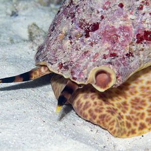 Triton Conch