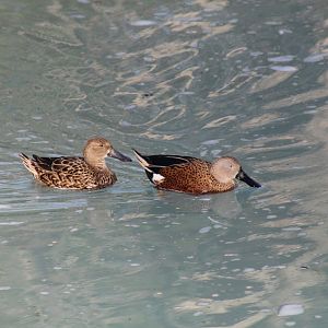 Red Shovelers