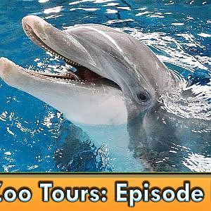 Video: The Dolphin Show
