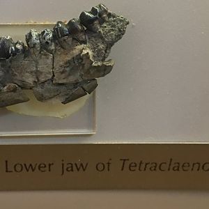 Tetraclaenodon sp.