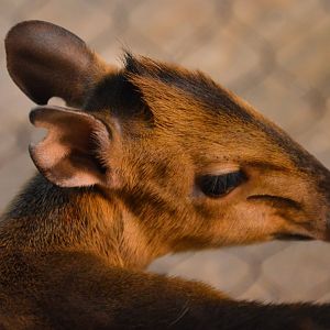 Cephalophus rufilatus