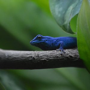 Lygodactylus williamsi