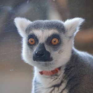 Lemur catta