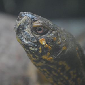 Terrapene carolina triunguis